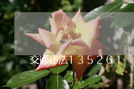交通违法135261 交通违法135261
