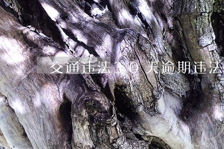 交通违法30天逾期违法未处理 交通违法30天逾期违法未处理