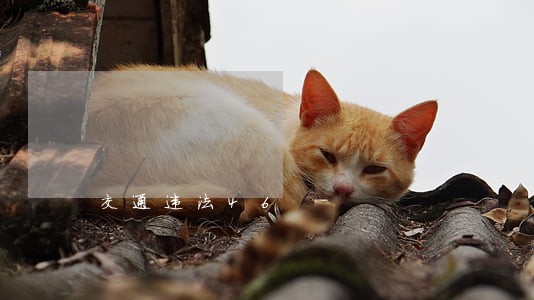 交通违法46 交通违法46