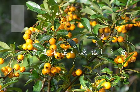 交通违法4次记13分 交通违法4次记13分