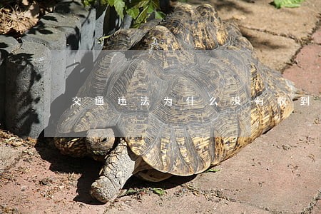 交通违法为什么没有收到短信通知
