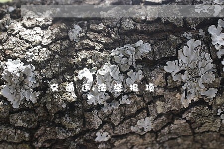 交通违法举报项 交通违法举报项