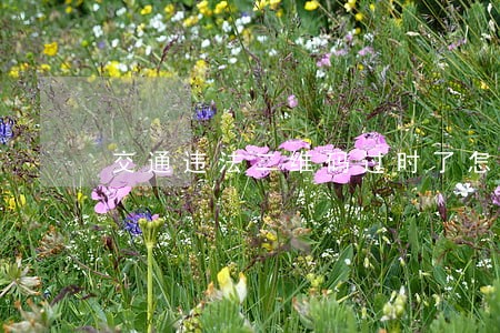 交通违法二维码过时了怎么办 交通违法二维码过时了怎么办
