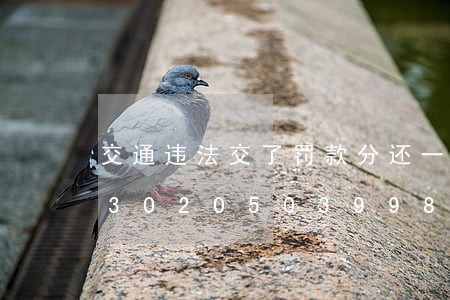交通违法交了罚款分还一样的扣吗/2023020503998