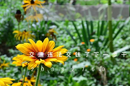 交通违法交钱了下一步干什么/2023020382760 交通违法交钱了下一步干什么/2023020382760
