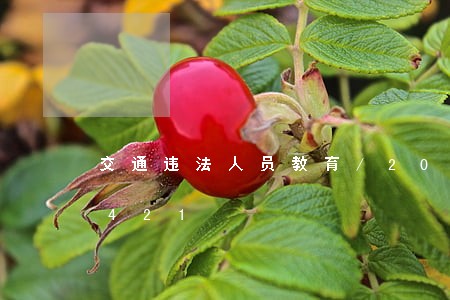 交通违法人员教育/2023020487421 交通违法人员教育/2023020487421