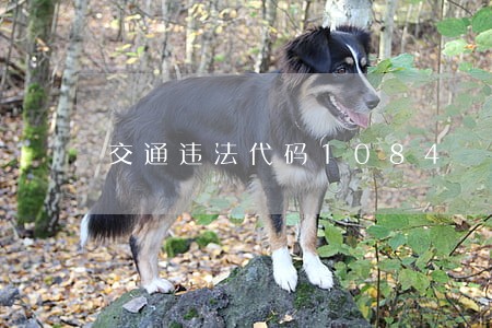 交通违法代码1084 交通违法代码1084
