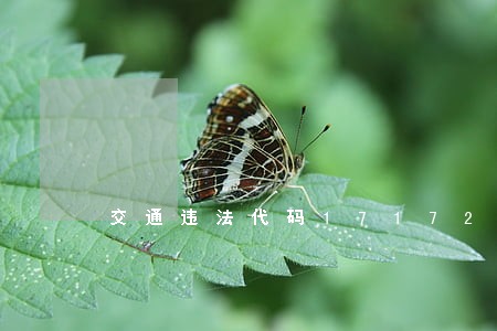 交通违法代码17172车不要了 交通违法代码17172车不要了