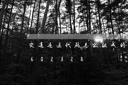 交通违法代码怎么组成的/2023012602328