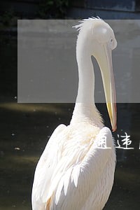 交通违法停车打单子