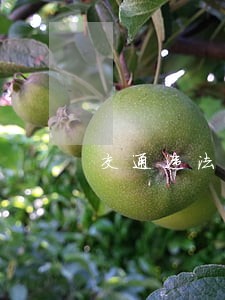 交通违法入录不正确该怎么办 交通违法入录不正确该怎么办
