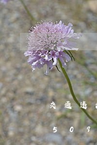 交通违法几日办理/2023020458509 交通违法几日办理/2023020458509
