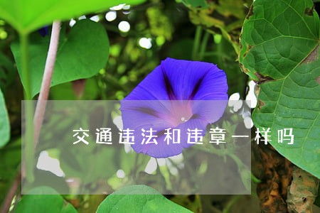 交通违法和违章一样吗 交通违法和违章一样吗