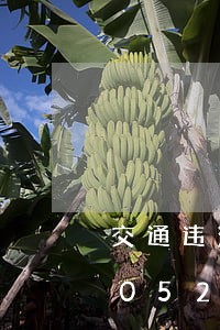 交通违法哪里可以查询图片/2023020521548 交通违法哪里可以查询图片/2023020521548