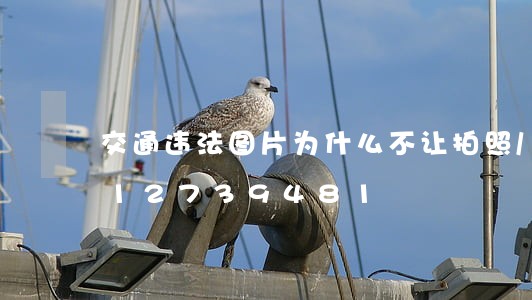 交通违法图片为什么不让拍照/2023012739481