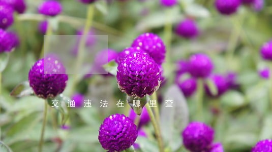 交通违法在哪里查 交通违法在哪里查