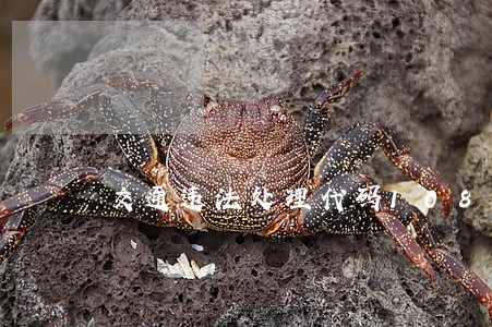 交通违法处理代码10871