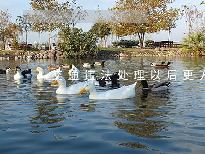 交通违法处理以后更方便了 交通违法处理以后更方便了