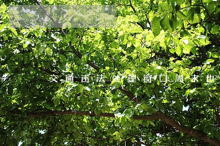 交通违法处理窗口周末也能办理