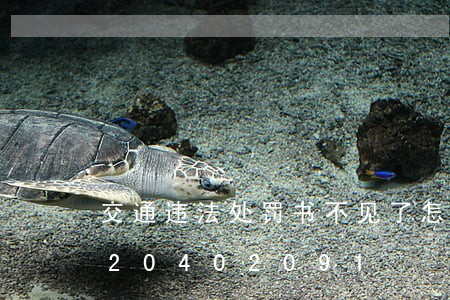 交通违法处罚书不见了怎么办/2023020402091 交通违法处罚书不见了怎么办/2023020402091