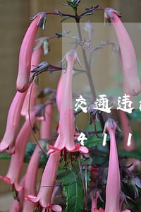 交通违法大曝光工作通知/2023020411721 交通违法大曝光工作通知/2023020411721