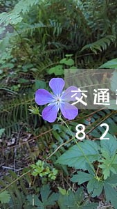 交通违法审理点/2023020453482 交通违法审理点/2023020453482