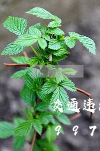 交通违法属于违法违规/2023012799760