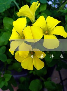 交通违法异地处理和取消年检