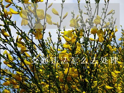 交通违法怎么去处理 交通违法怎么去处理