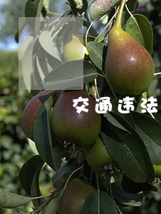 交通违法怎么没有图片 交通违法怎么没有图片