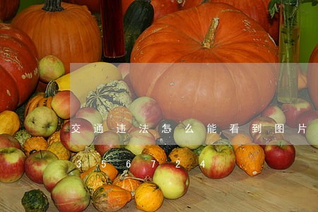 交通违法怎么能看到图片/2023020356724