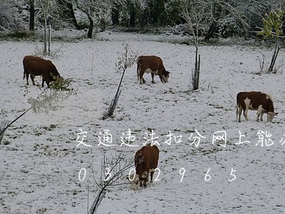 交通违法扣分网上能办理吗/2023020302965