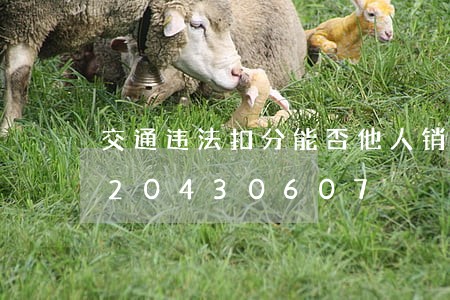 交通违法扣分能否他人销分工/2023020430607 交通违法扣分能否他人销分工/2023020430607