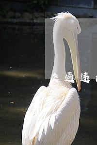 交通违法找人代替怎么更正 交通违法找人代替怎么更正