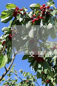 交通违法施工如何处罚/2023012651508 交通违法施工如何处罚/2023012651508