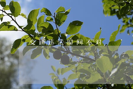 交通违法时间不对