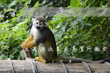 交通违法是去车管所缴费/2023020324158