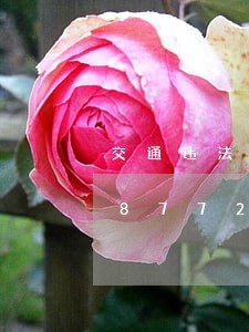 交通违法显示处理中/2023020408772 交通违法显示处理中/2023020408772
