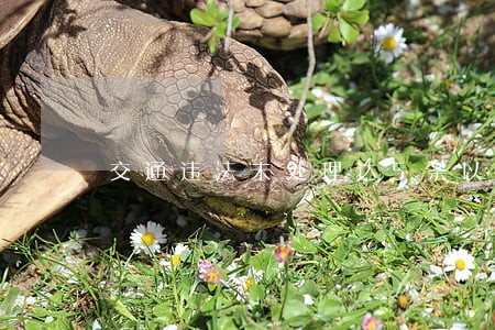 交通违法未处理达5条以上要扣车