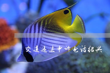 交通违法申诉电话绍兴