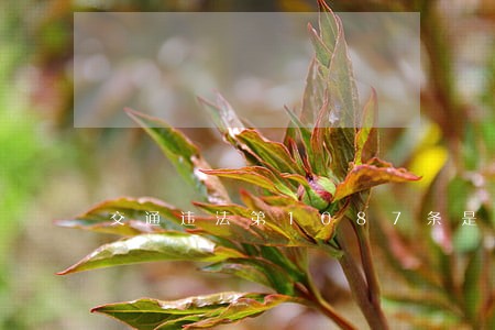 交通违法第1087条是什么 交通违法第1087条是什么