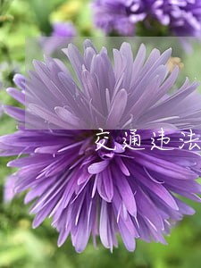 交通违法第56条罚款多少钱