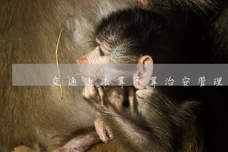 交通违法算不算治安管理处罚 交通违法算不算治安管理处罚