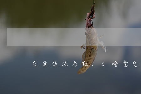 交通违法系数10啥意思 交通违法系数10啥意思
