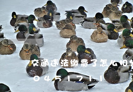 交通违法缴费了怎么扣分的/2023020451711 交通违法缴费了怎么扣分的/2023020451711