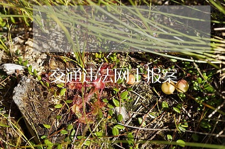 交通违法网上报案
