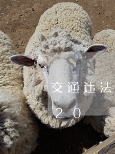 交通违法诉地址/2023012642320