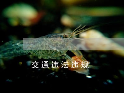 交通违法违规 交通违法违规