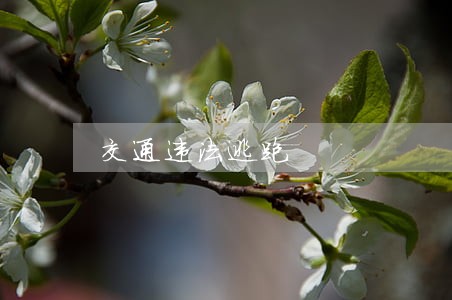 交通违法逃跑 交通违法逃跑