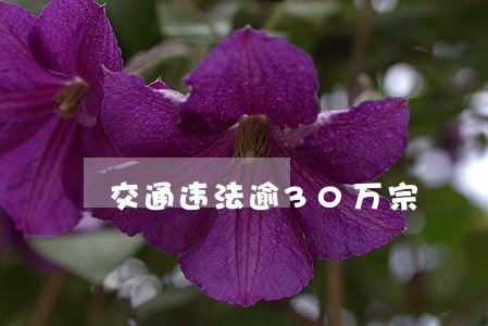 交通违法逾30万宗